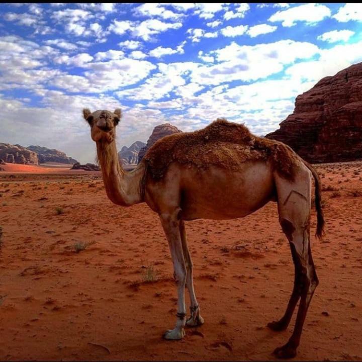 Wadi Rum Local Guide Camp Εξωτερικό φωτογραφία